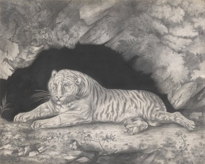 A Tiger Lying in the Entrance of a Cave by Elizabeth Pringle